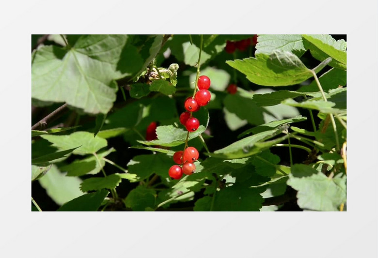 夏天软水果红色多含维生素红醋栗红色浆果高清实拍视频