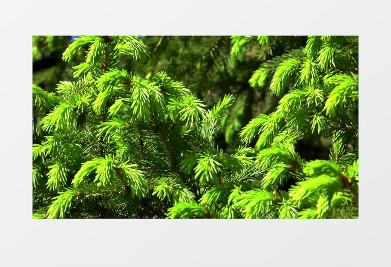葱葱郁郁绿色树林自然景观高清实拍视频