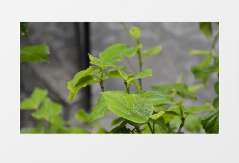 雨天绿色植物清新淡雅花园高清实拍视频