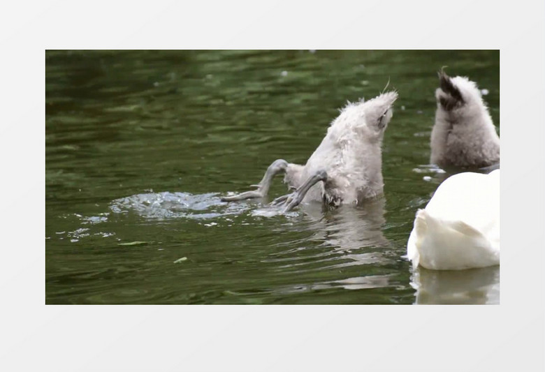  实拍湖水里小鸭子捕食瞬间实拍视频素材