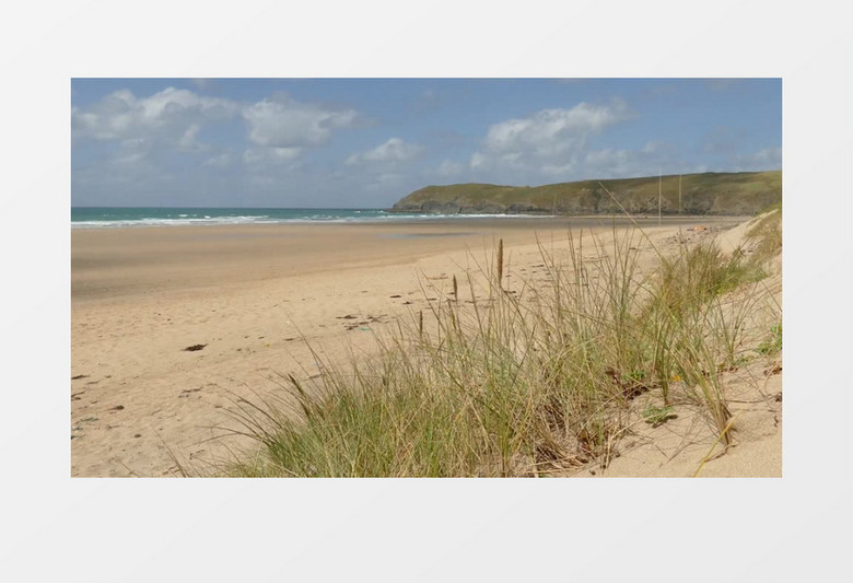 实拍微风中中坚强的小草实拍视频素材mp4  