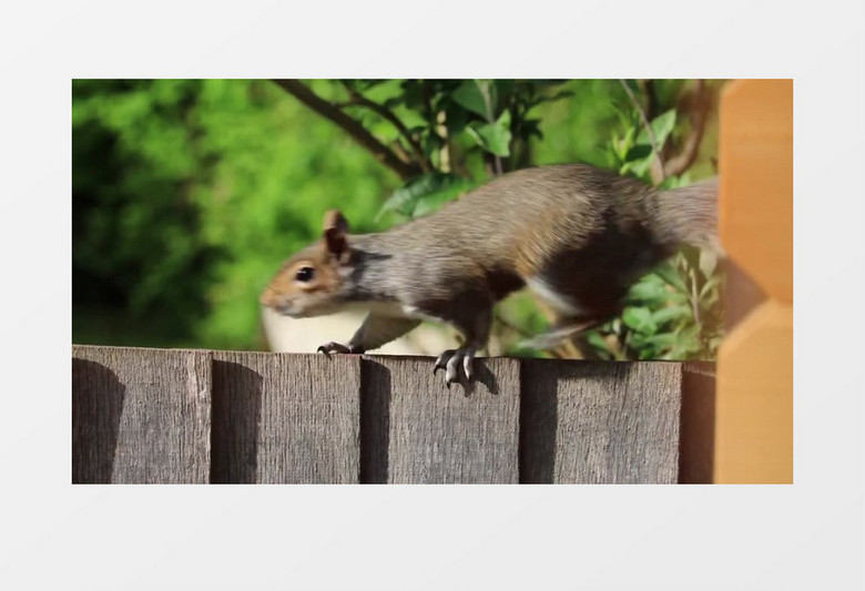 可爱棕色松鼠哺乳动短小精悍高清实拍视频