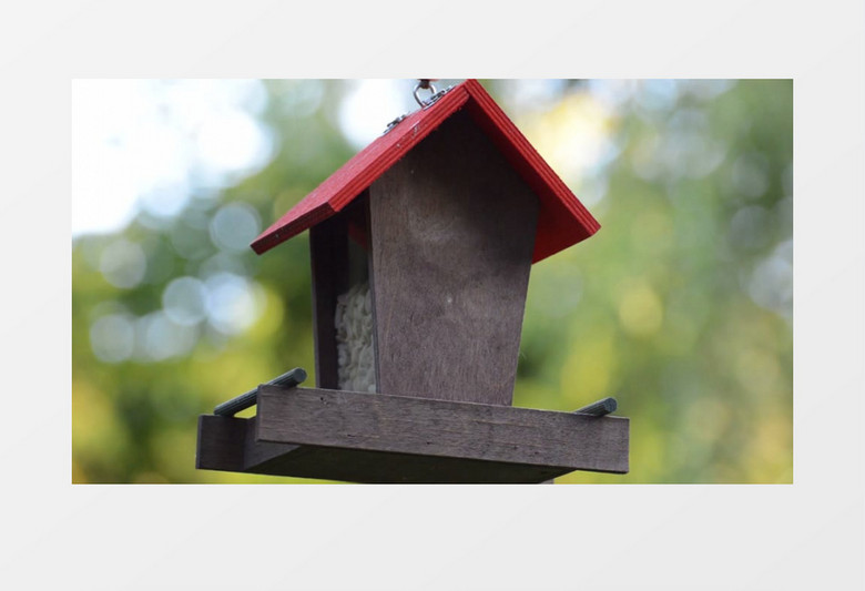 森林小鸟山雀鸟舍觅食实拍视频素材