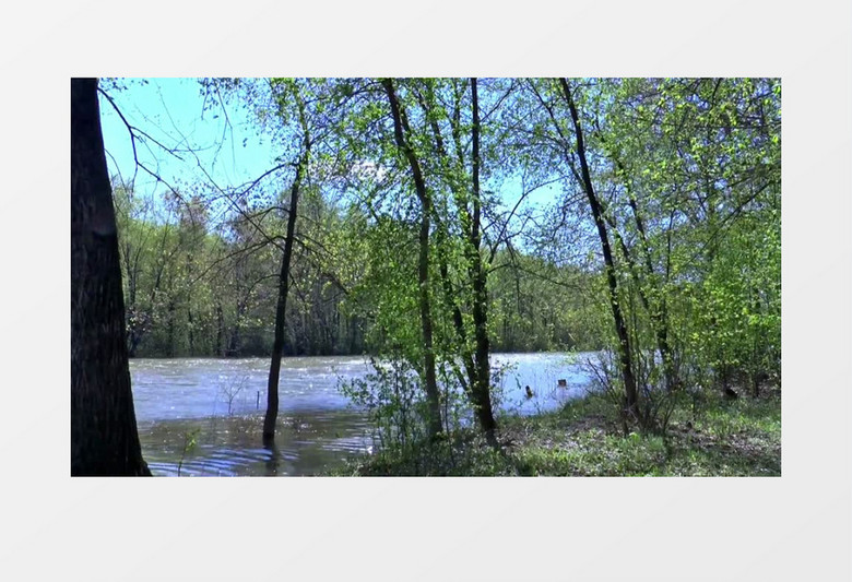 实拍微风中粼粼的河水摇曳的小树实拍视频素材   