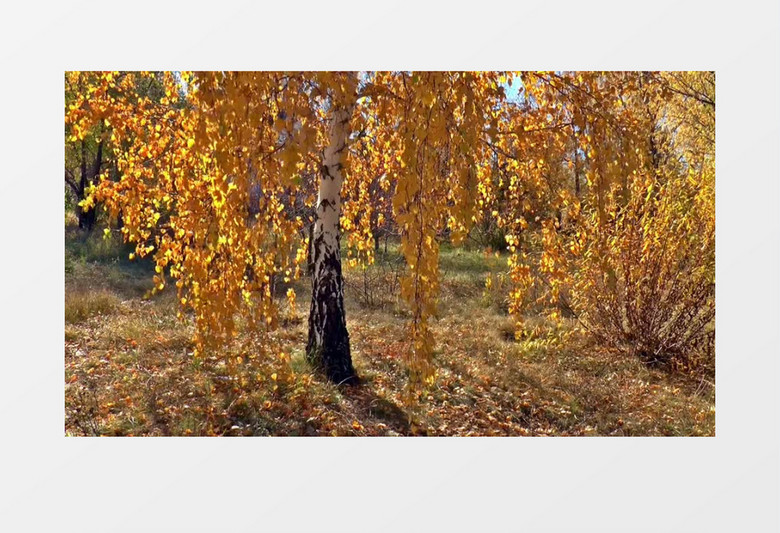 高清实拍秋日里慢慢枯萎的树叶实拍视频素材  