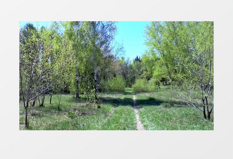 高清实拍阳光下的林中小道实拍视频素材  