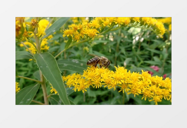 油菜花养蜂制作甜香蜂蜜的现场高清实拍视频