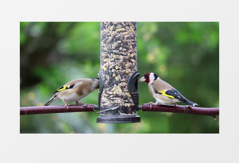 色彩缤纷花园里的鸟类嬉戏玩耍自然风景高清实拍视频