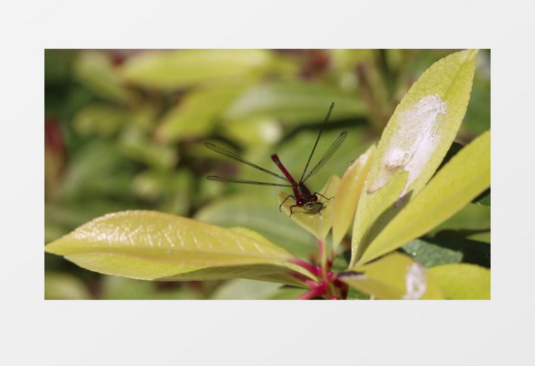 自然界野生动物红色蜻蜓迎风飞舞高清实拍视频