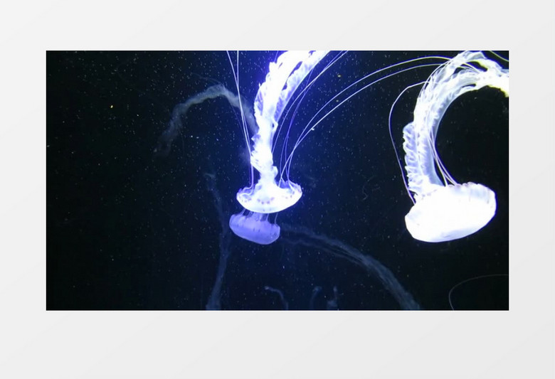 实拍水族馆软体动物水母滑翔高清视频