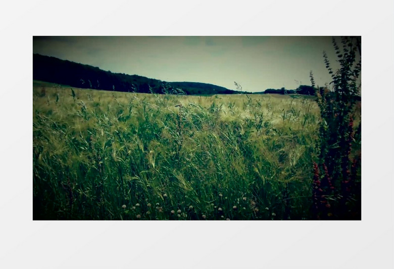 自然美丽风景绿色草地蓝色天空实拍视频