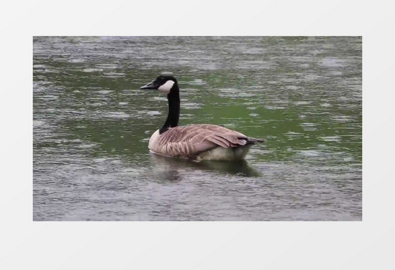 加拿大鹅水禽雨中戏水视频素材