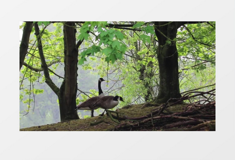 加拿大鹅林中栖身实拍视频素材