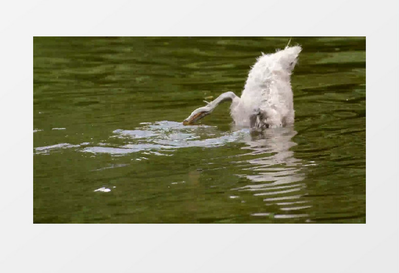 动物世界年轻可爱的水禽鸟类游泳实拍视频