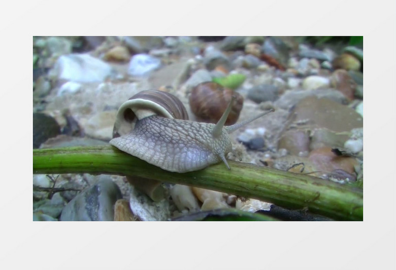蜗牛软体动物慢慢地爬行实拍视频素材