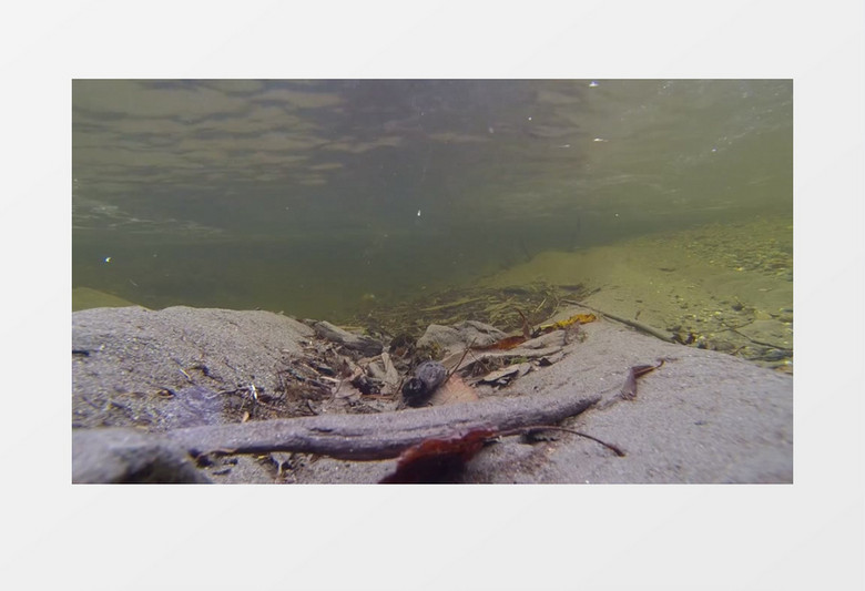 清澈溪水秋沙鸭采食实拍素材视频