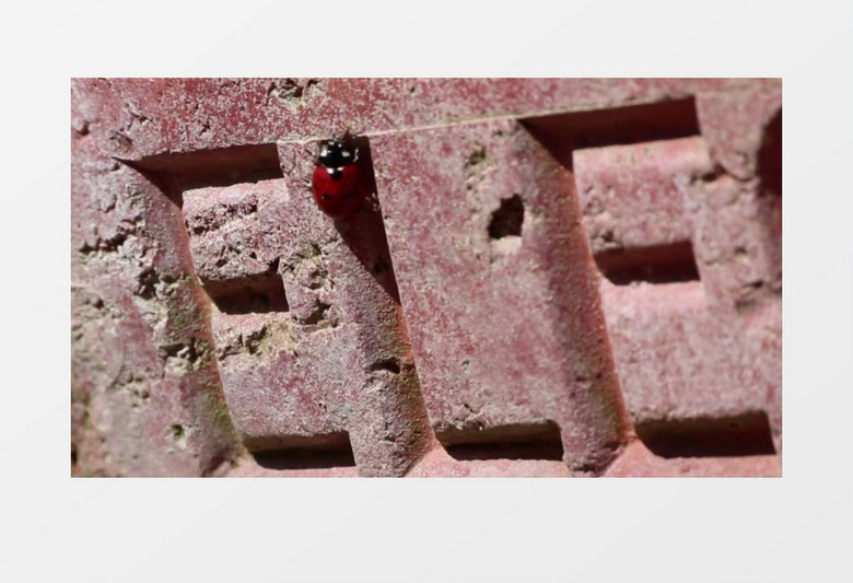 瓢虫昆虫在暴晒红砖上爬行实拍视频素材