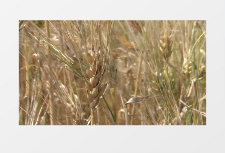 小麦生长情况实拍视频素材