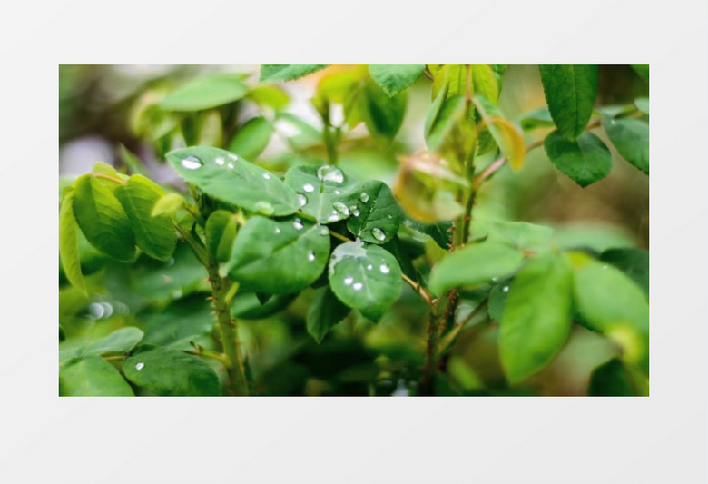 热带绿色植物雨中实拍视频素材