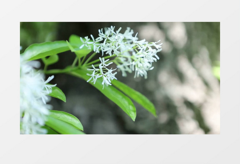 夏天花植物实拍视频素材