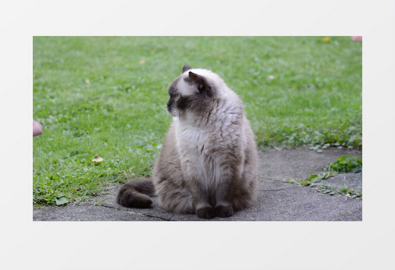 近距离特写可爱英国短毛猫休闲漫步实拍视频素材