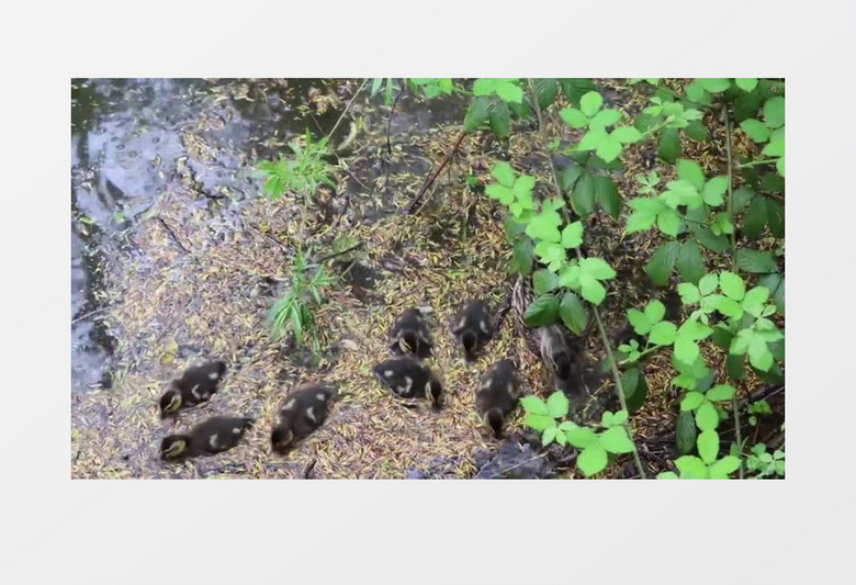 一群小鸭水中 游泳嬉戏实拍视频素材