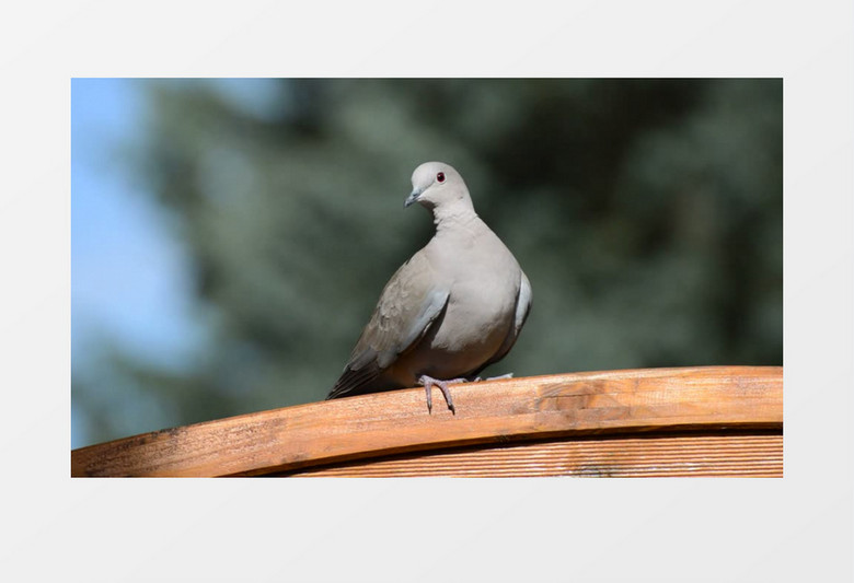 高清近距离拍摄城市室外鸽子落在鸟舍上实拍视频素材