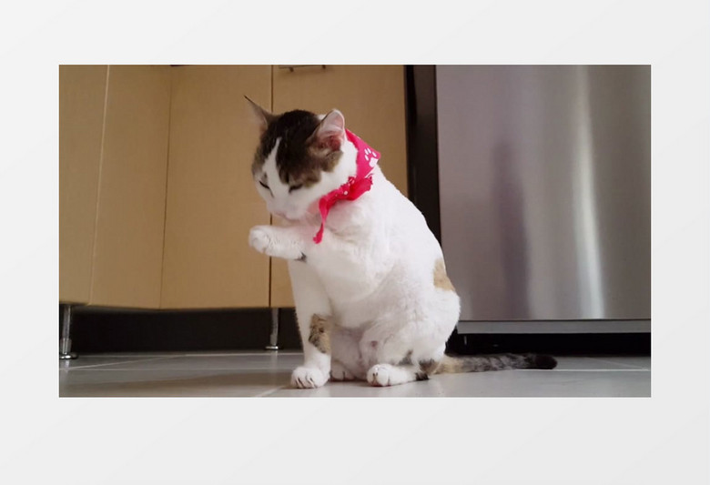 可爱猫咪为自己梳理实拍视频素材