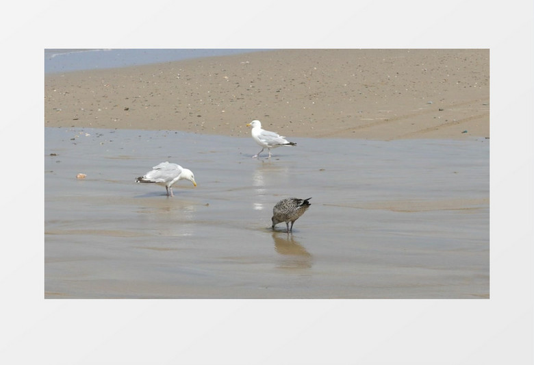 近距离拍摄白天海边河边野生动物鸽子海鸥海鸟觅食喝水实拍视频素材