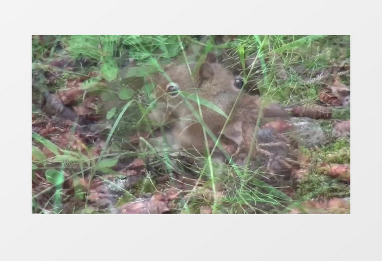 近距离拍摄加拿大动物松鼠吃食觅食实拍视频素材