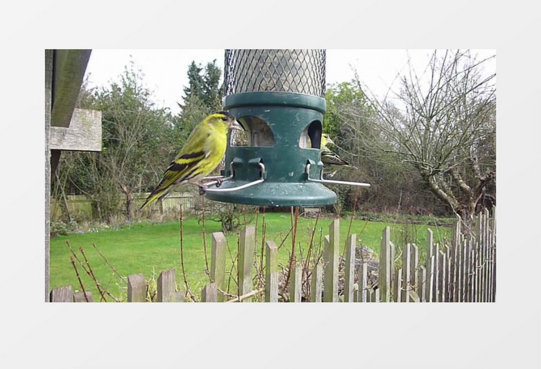 花园里的鸟在喂鸟器边进食实拍视频素材
