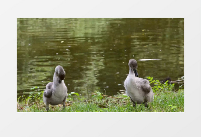 年幼的水禽动物灰天鹅在水边玩耍实拍视频