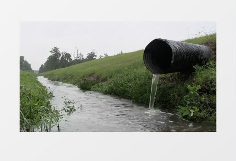 自然野生动物海鸥清洗羽毛实拍视频
