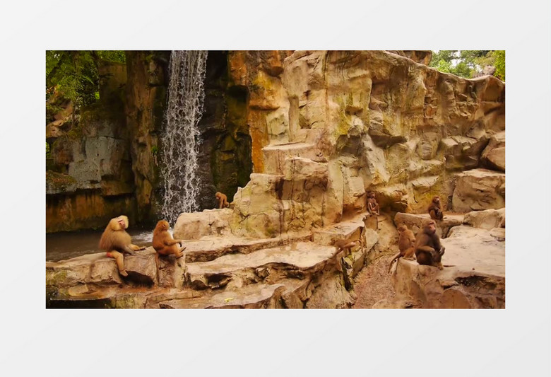 亚洲丛林哺乳动物大瀑布旁的猴子实拍视频
