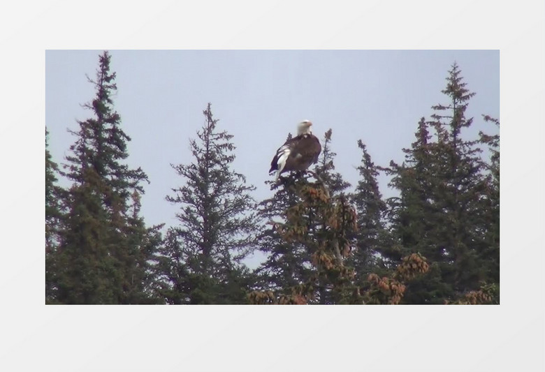 户外大自然阿拉斯加州秃头鹰在树枝上实拍视频素材