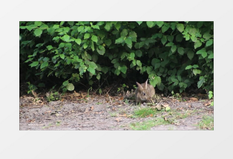 户外森林树林边灰色野兔吃食觅食实拍视频素材