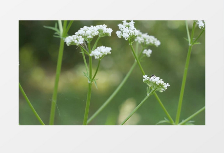 夏季春天绿色植物鲜花实拍视频