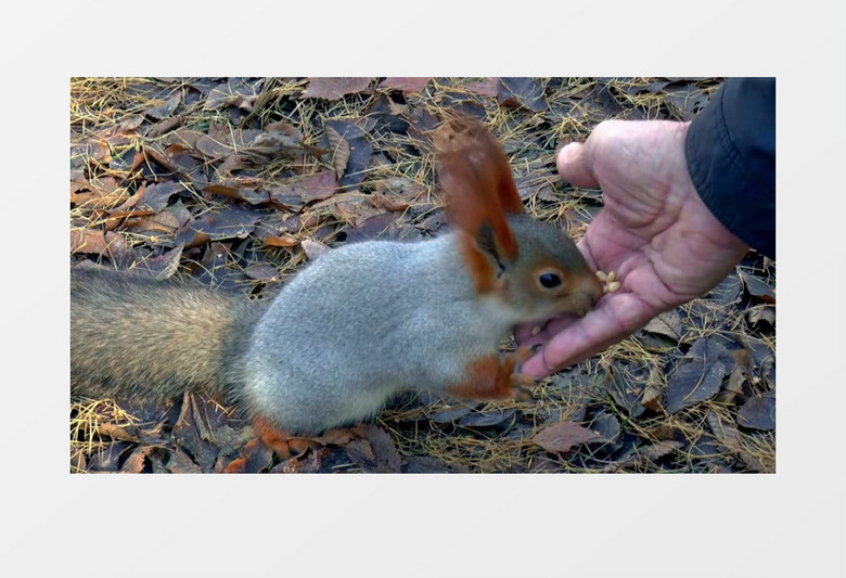 自然界啮齿类动物可爱小不点松鼠啃核桃实拍视频