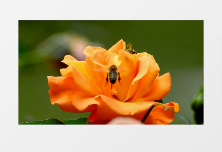 春天玫瑰花园蜂蜜授粉实拍视频