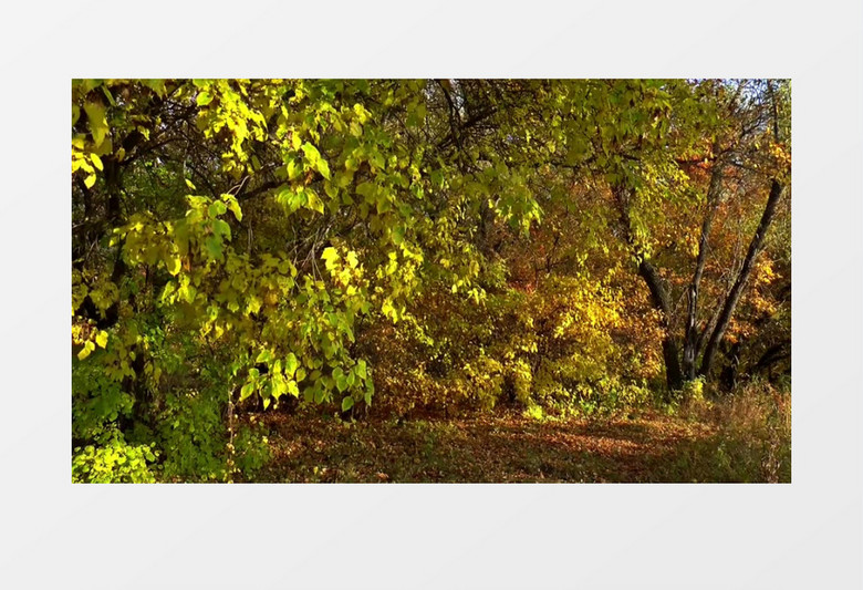 秋季林间空地黄色树叶随风摇曳实拍视频