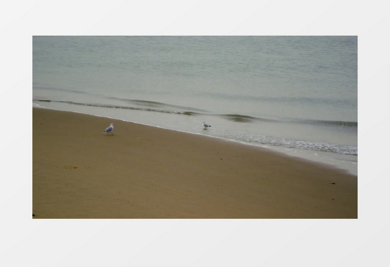 高清夏天海边海岸沙滩海鸥实拍视频素材