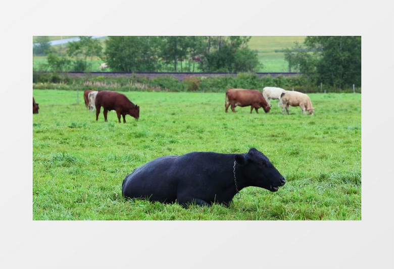 高清实拍青青草原上一群小牛在悠闲地吃草视频素材