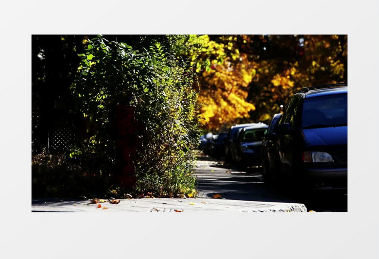 高清实拍路边停满的汽车和摇曳的小树实拍视频素材