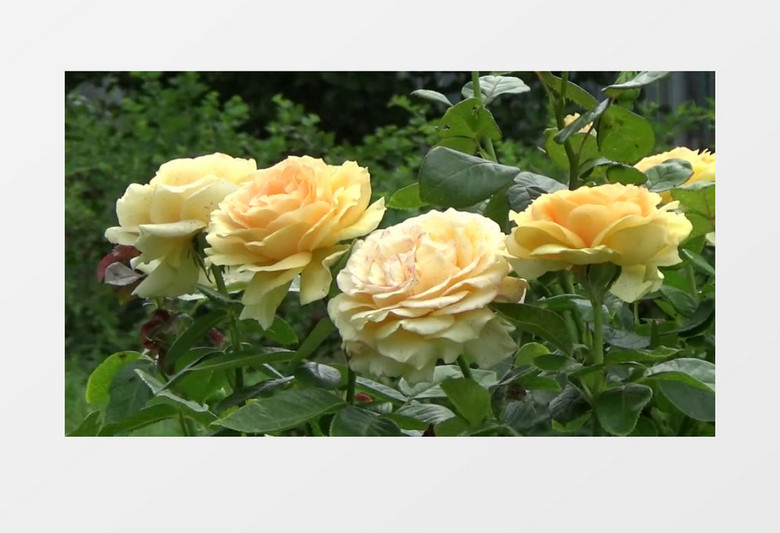 夏季户外近距离拍摄黄色玫瑰花植物花卉实拍视频素材