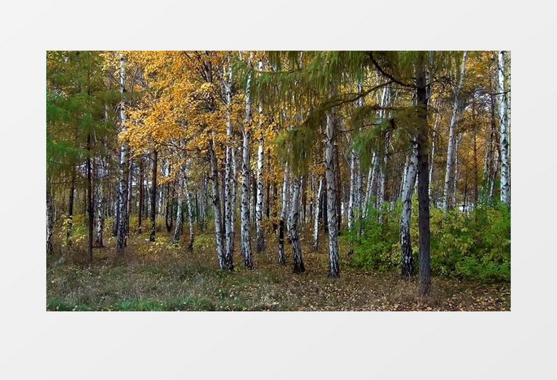 户外秋季森林黄色桦木林树叶随风摇曳实拍视频