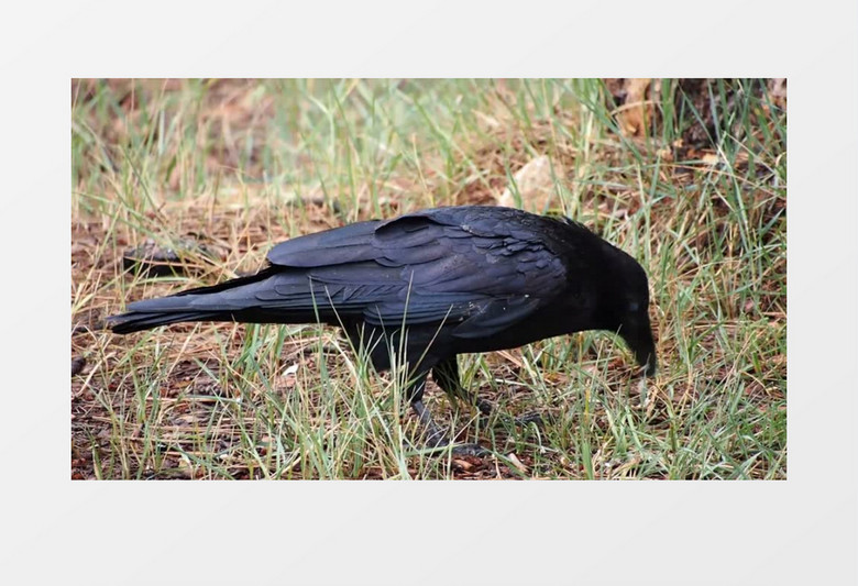 高清实拍乌鸦寻找食物过程实拍视频素材