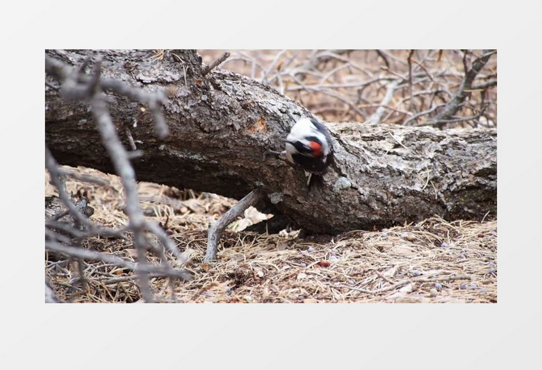 高清实拍啄木鸟啄树捕食过程实拍视频素材