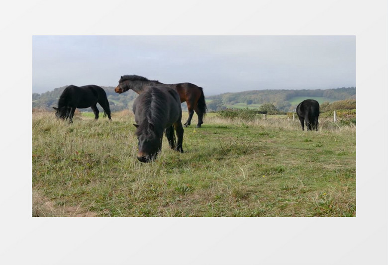 高清实拍草原上一群小马在吃草实拍视频素材