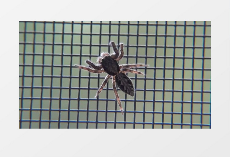 实拍在纱网上缓缓爬动的蜘蛛实拍视频素材
