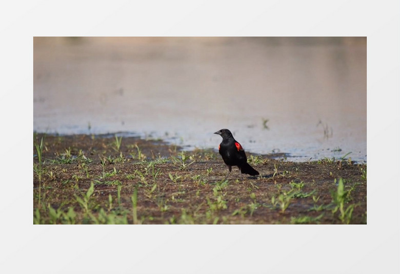 高清实拍在河边一只小黑鸟叽叽喳喳蹦蹦跳跳的可爱形象实拍视频素材